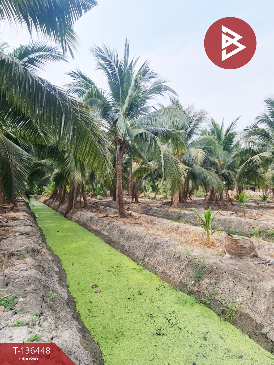 ขายที่ดินสวนมะพร้าวอ่อน เนื้อที่ 13 ไร่ 3 งาน 61.6 ตร.วา ปากท่อ ราชบุรี 1