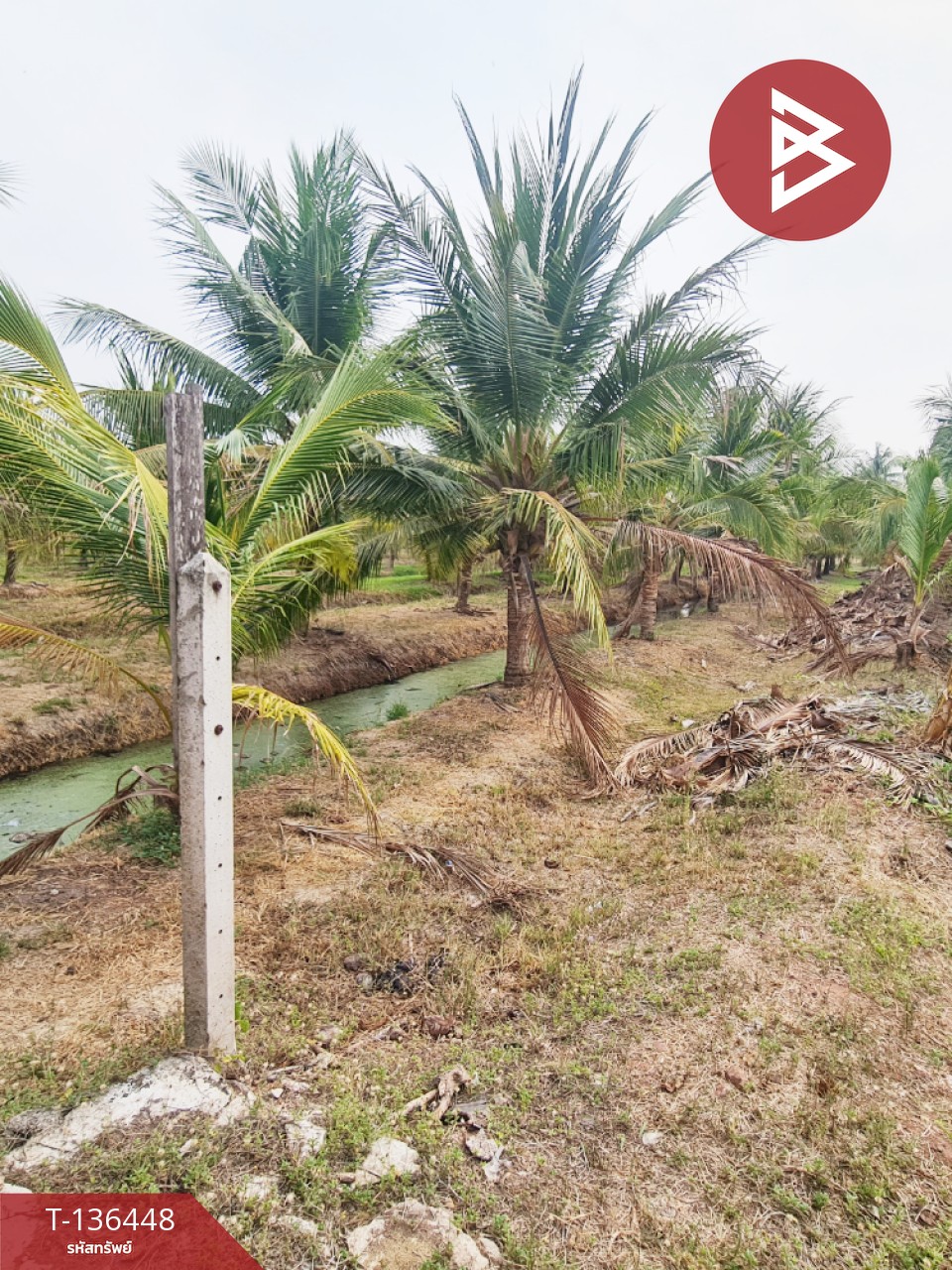 ขายที่ดินสวนมะพร้าวอ่อน เนื้อที่ 13 ไร่ 3 งาน 61.6 ตร.วา ปากท่อ ราชบุรี 2