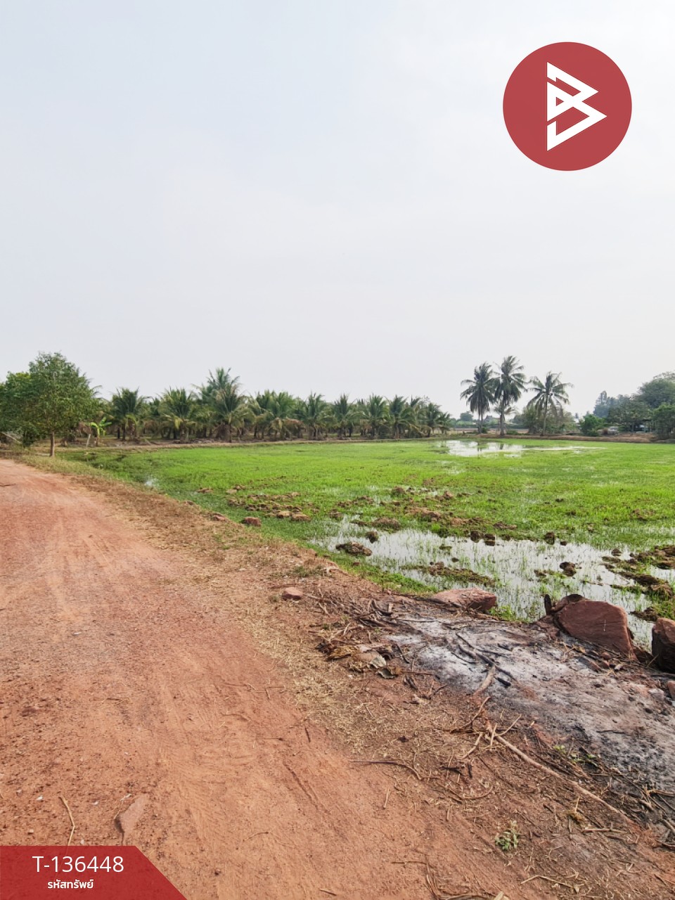 ขายที่ดินสวนมะพร้าวอ่อน เนื้อที่ 13 ไร่ 3 งาน 61.6 ตร.วา ปากท่อ ราชบุรี 4