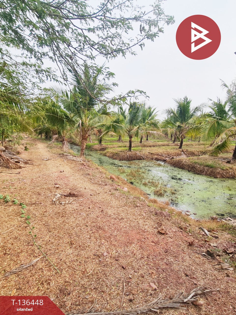 ขายที่ดินสวนมะพร้าวอ่อน เนื้อที่ 13 ไร่ 3 งาน 61.6 ตร.วา ปากท่อ ราชบุรี 3