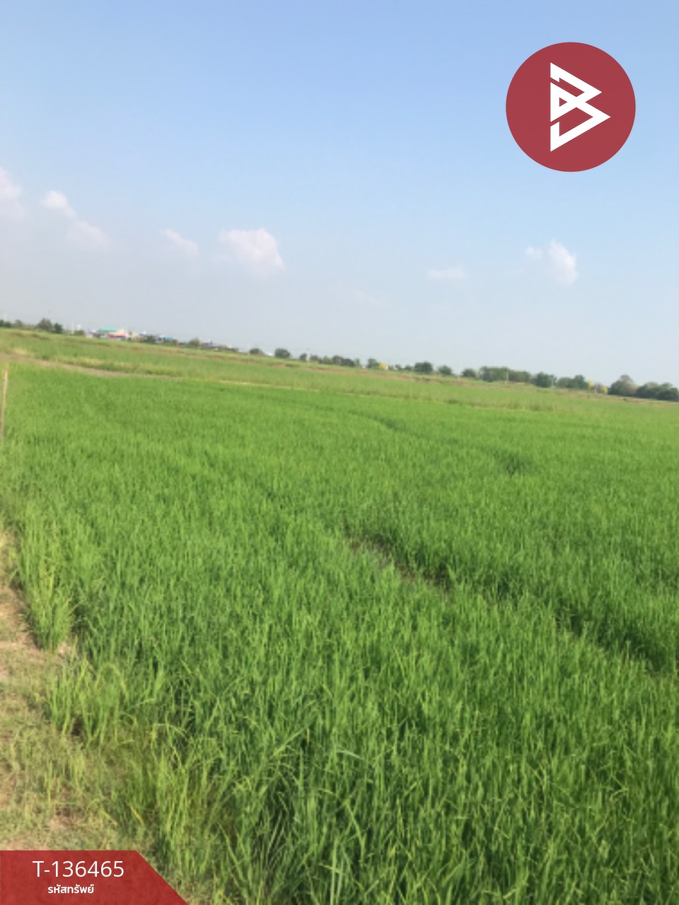 ขายที่ดิน เนื้อที่ 16 ไร่ 3 งาน 4.0 ตารางวา ต.ปากกราน พระนครศรีอยุธยา พื้นที่กว้าง 1