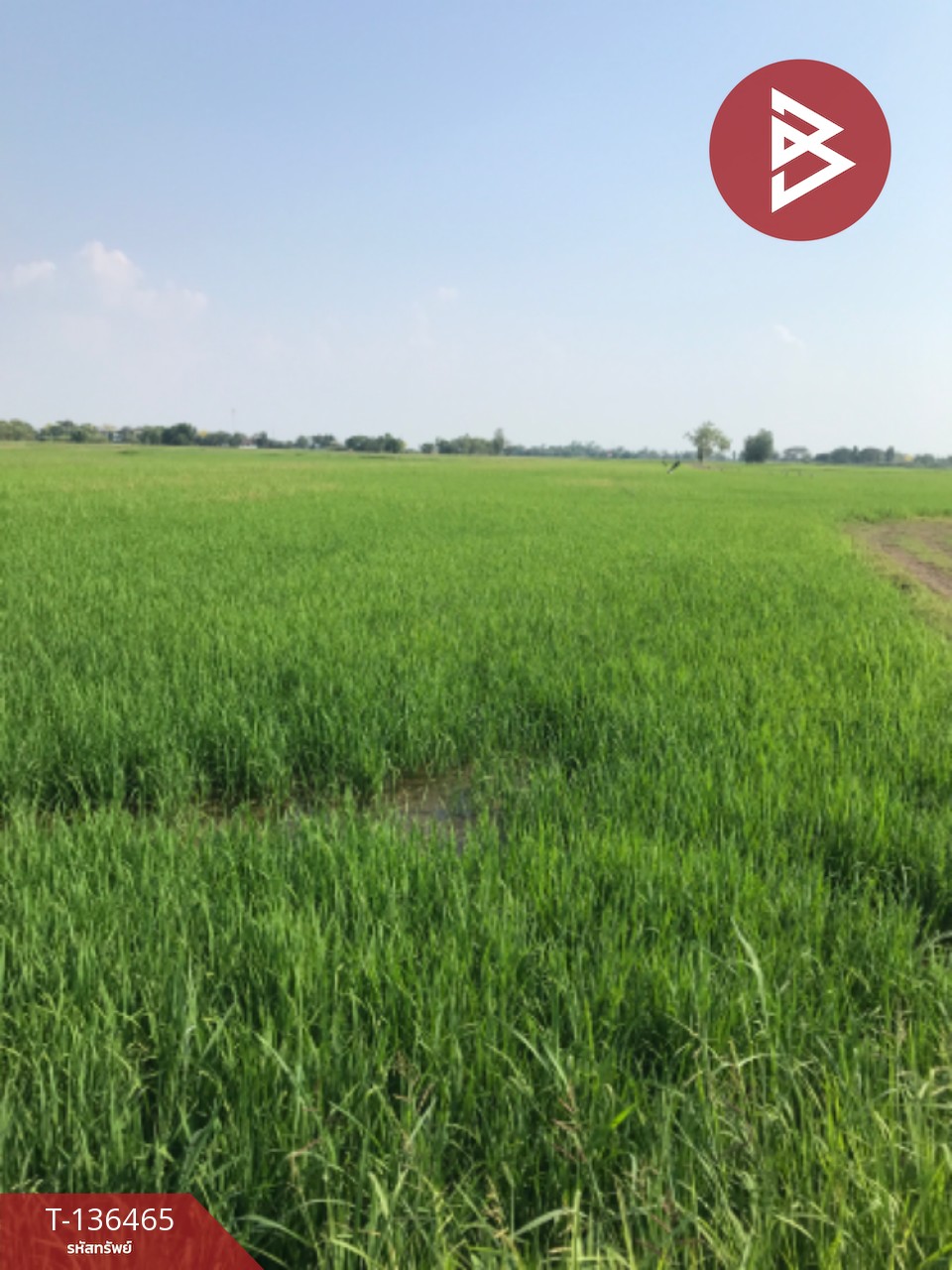 ขายที่ดิน เนื้อที่ 16 ไร่ 3 งาน 4.0 ตารางวา ต.ปากกราน พระนครศรีอยุธยา พื้นที่กว้าง 2