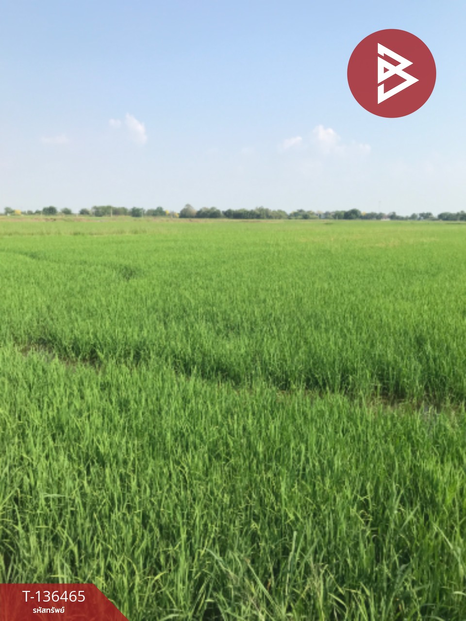 ขายที่ดิน เนื้อที่ 16 ไร่ 3 งาน 4.0 ตารางวา ต.ปากกราน พระนครศรีอยุธยา พื้นที่กว้าง 8