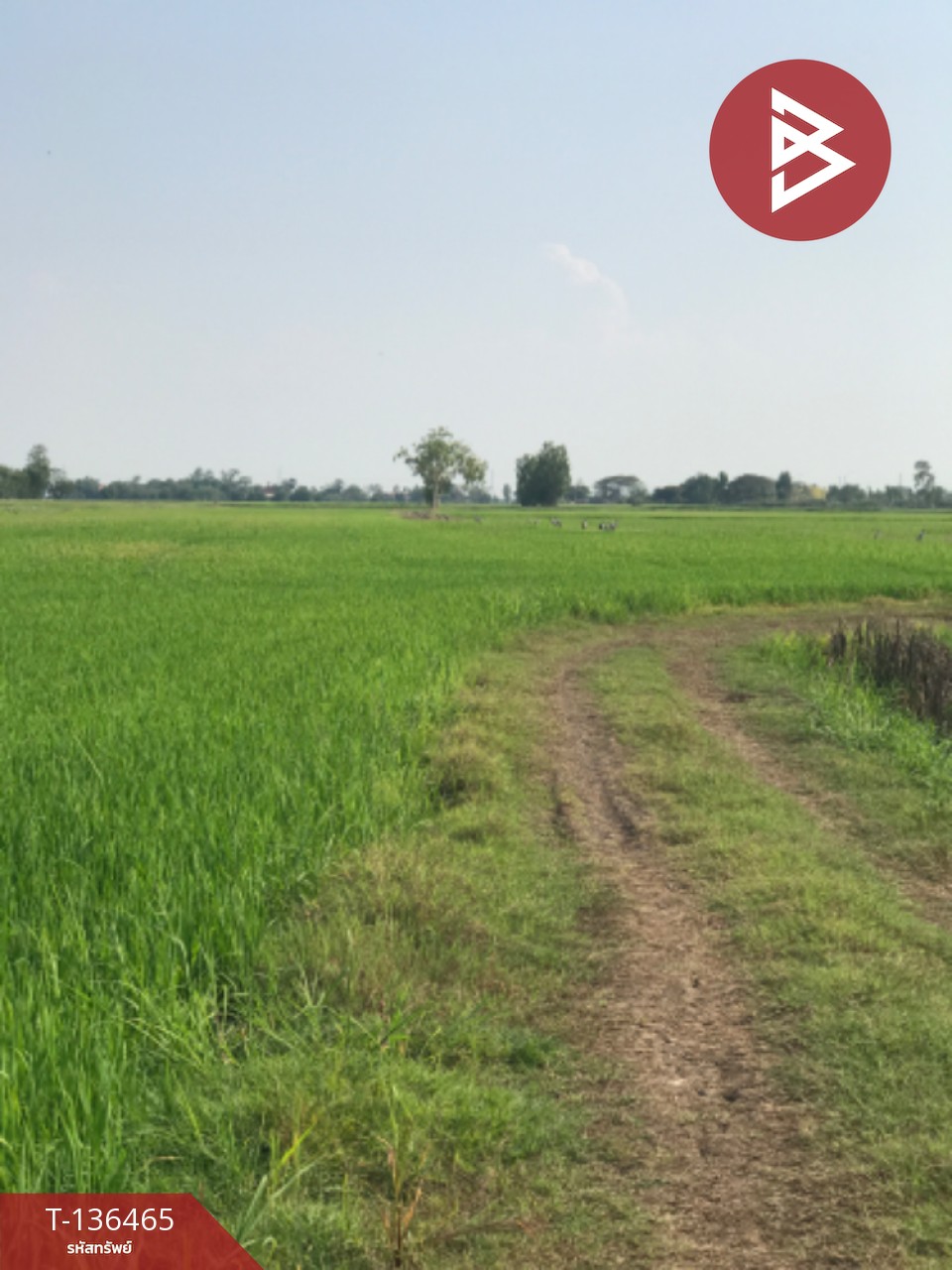 ขายที่ดิน เนื้อที่ 16 ไร่ 3 งาน 4.0 ตารางวา ต.ปากกราน พระนครศรีอยุธยา พื้นที่กว้าง 10