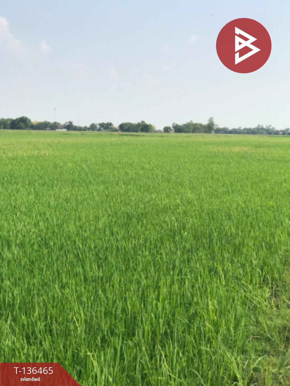 ขายที่ดิน เนื้อที่ 16 ไร่ 3 งาน 4.0 ตารางวา ต.ปากกราน พระนครศรีอยุธยา พื้นที่กว้าง 9