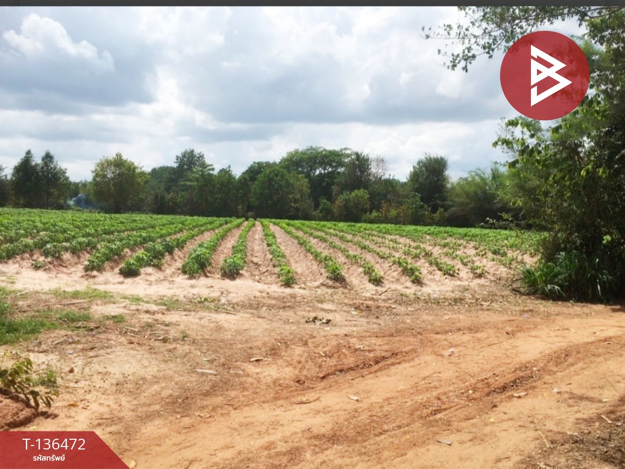 ขายที่ดิน เนื้อที่ 4 ไร่ 3 งาน 90.0 ตารางวา พังทุย  น้ำพอง ขอนแก่น 4