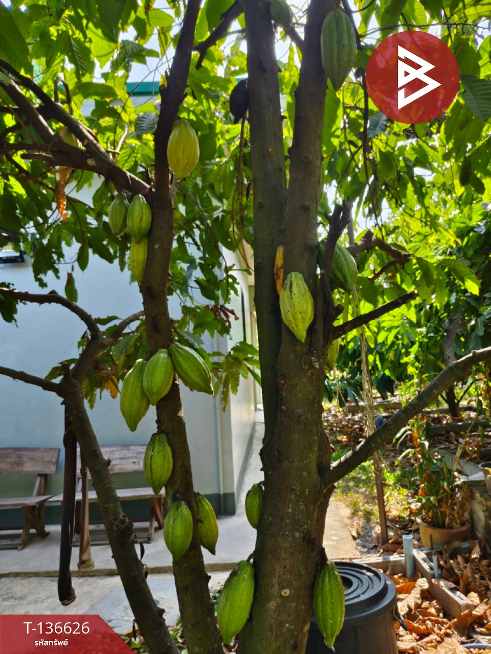 ขายบ้านเดี่ยวพร้อมที่ดิน เนื้อที่ 9 ไร่ 3 งาน 7 ตร.วา นาดี ปราจีนบุรี 10