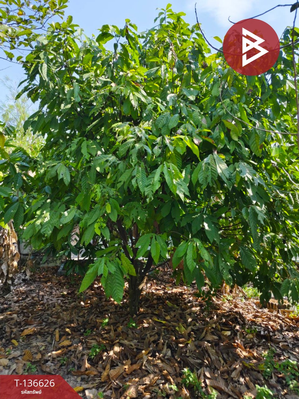 ขายบ้านเดี่ยวพร้อมที่ดิน เนื้อที่ 9 ไร่ 3 งาน 7 ตร.วา นาดี ปราจีนบุรี 14