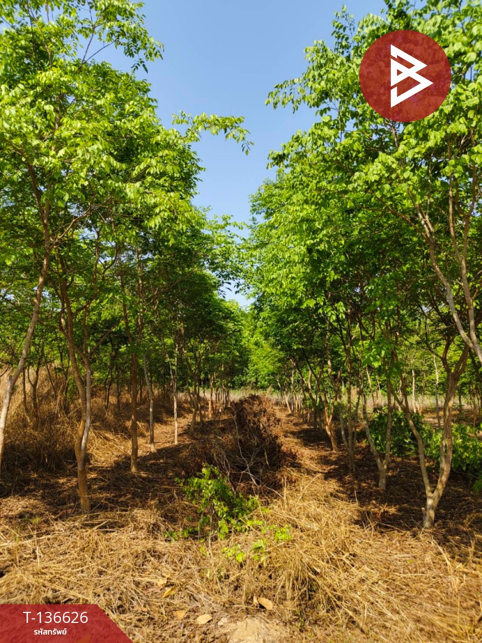 ขายบ้านเดี่ยวพร้อมที่ดิน เนื้อที่ 9 ไร่ 3 งาน 7 ตร.วา นาดี ปราจีนบุรี 12