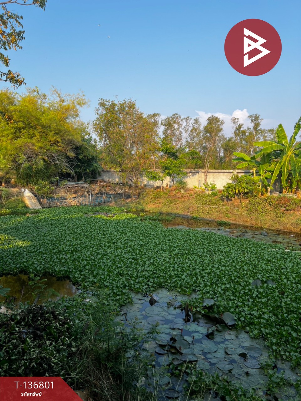 ขายบ้านเดี่ยวพร้อมที่ดิน เนื้อที่ 1 ไร่ 55 ตารางวา บางสมัคร บางปะกง ฉะเชิงเทรา 13