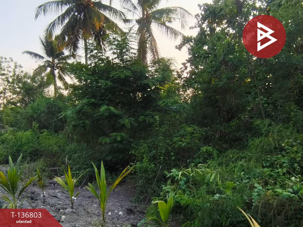 ขายที่ดินเปล่า เนื้อที่ 1 งาน 96.9 ตารางวา อัมพวา สมุทรสงคราม 12