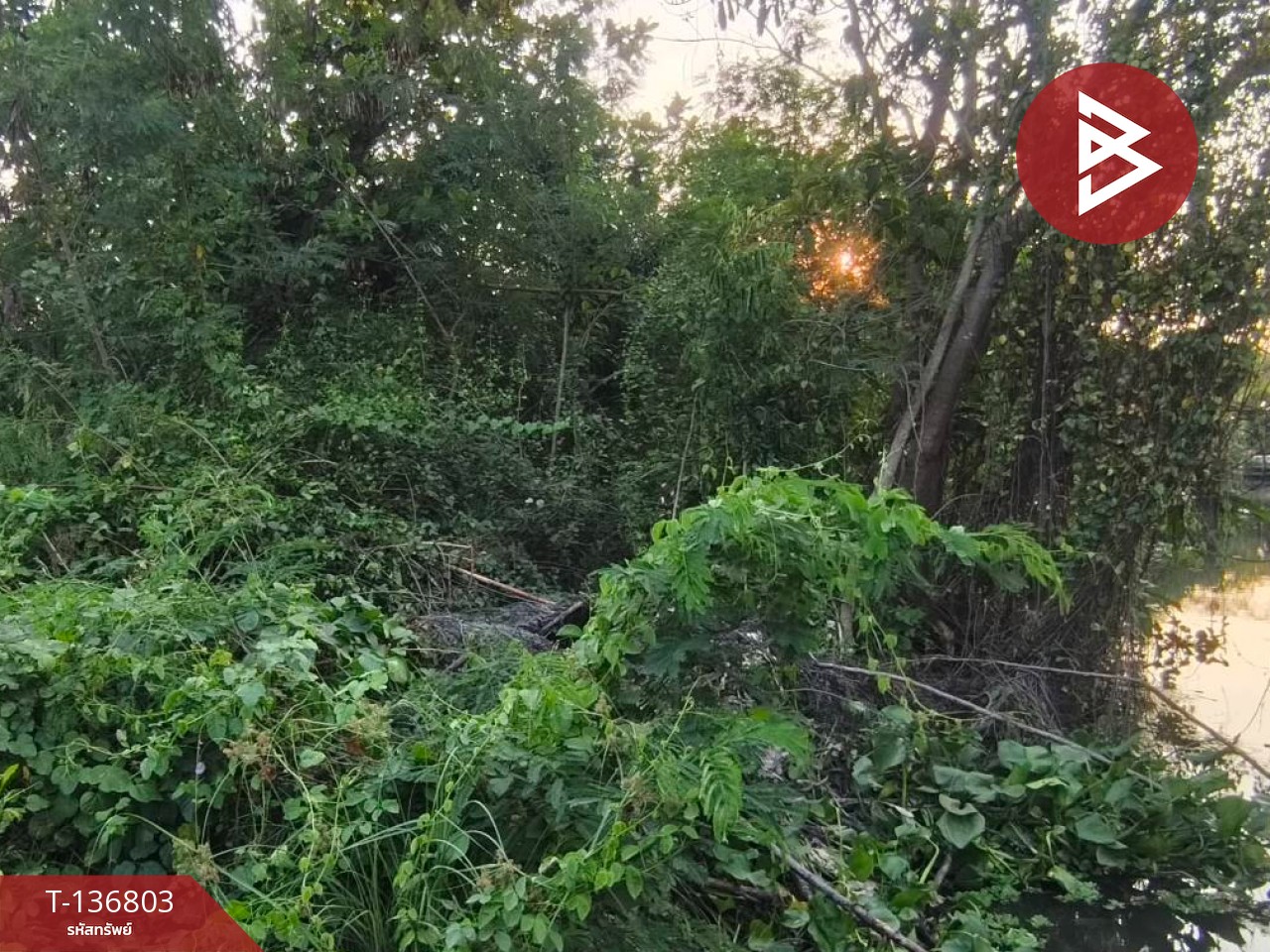 ขายที่ดินเปล่า เนื้อที่ 1 งาน 96.9 ตารางวา อัมพวา สมุทรสงคราม 13