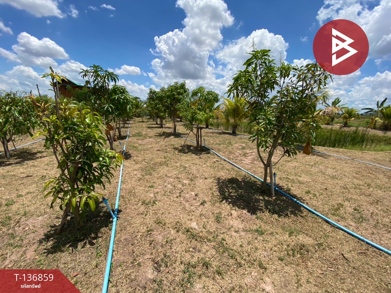 ขายที่ดิน เนื้อที่ 1 ไร่ 2 งาน จอมบึง ราชบุรี 13