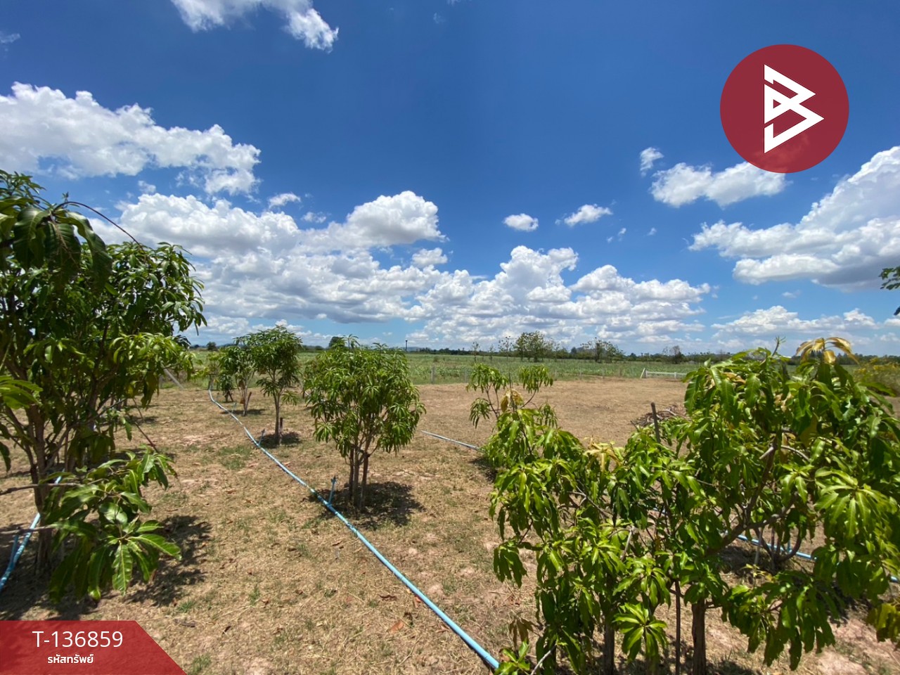 ขายที่ดิน เนื้อที่ 1 ไร่ 2 งาน จอมบึง ราชบุรี 11