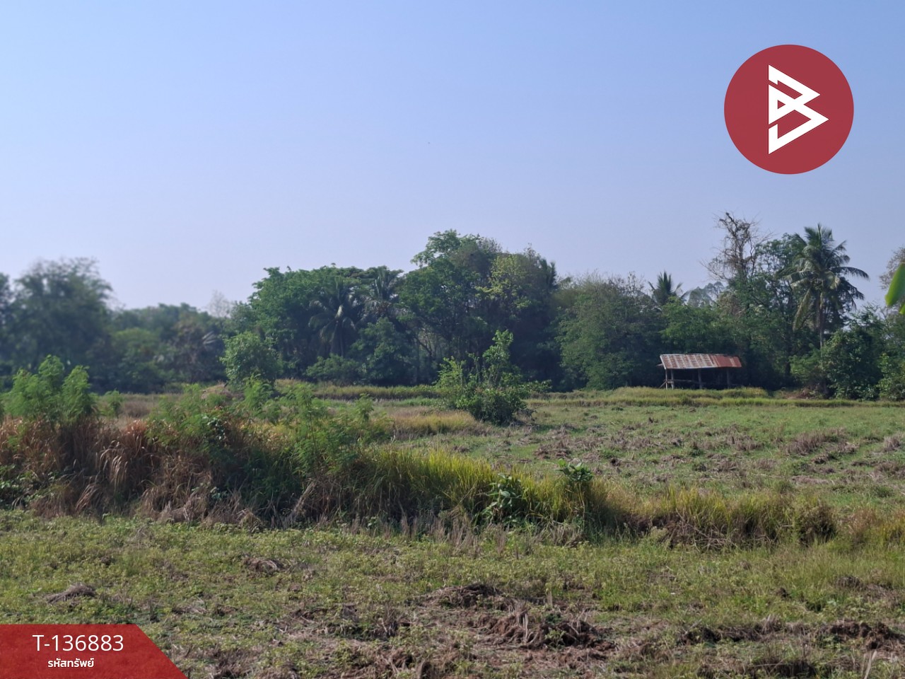 ขายที่ดิน เนื้อที่ 4 ไร่ อ.คง นครราชสีมา 13