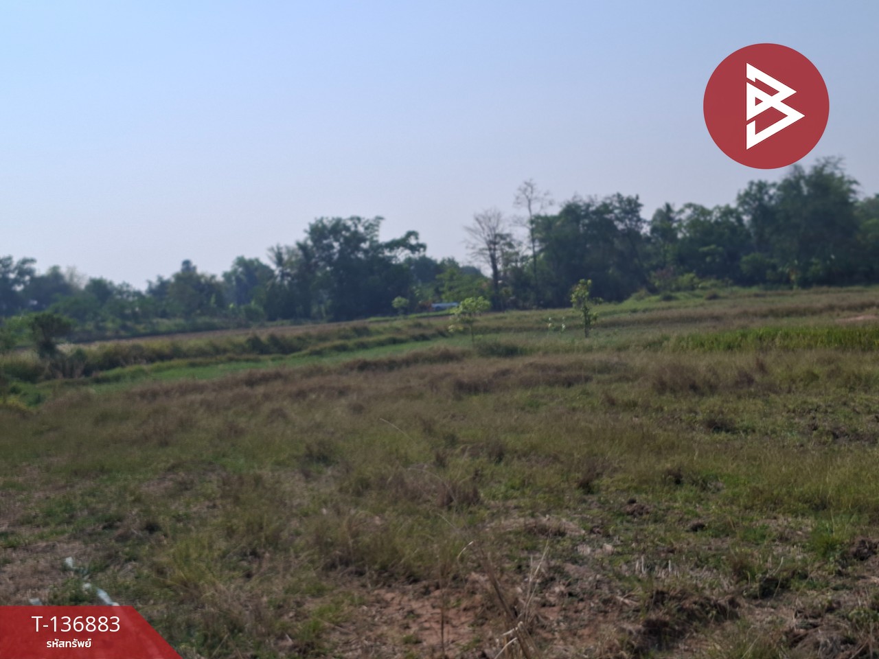 ขายที่ดิน เนื้อที่ 4 ไร่ อ.คง นครราชสีมา 9