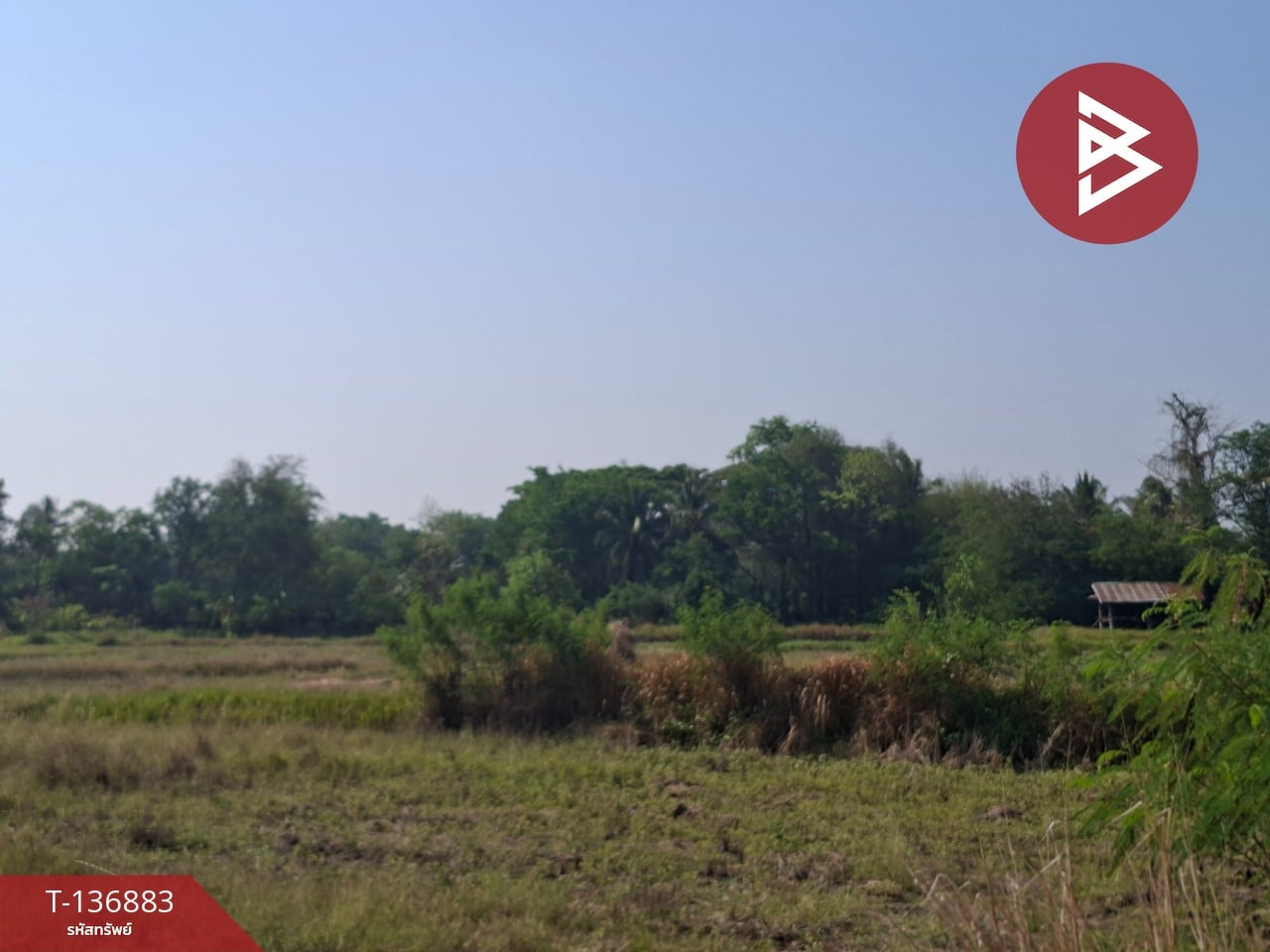 ขายที่ดิน เนื้อที่ 4 ไร่ อ.คง นครราชสีมา 8