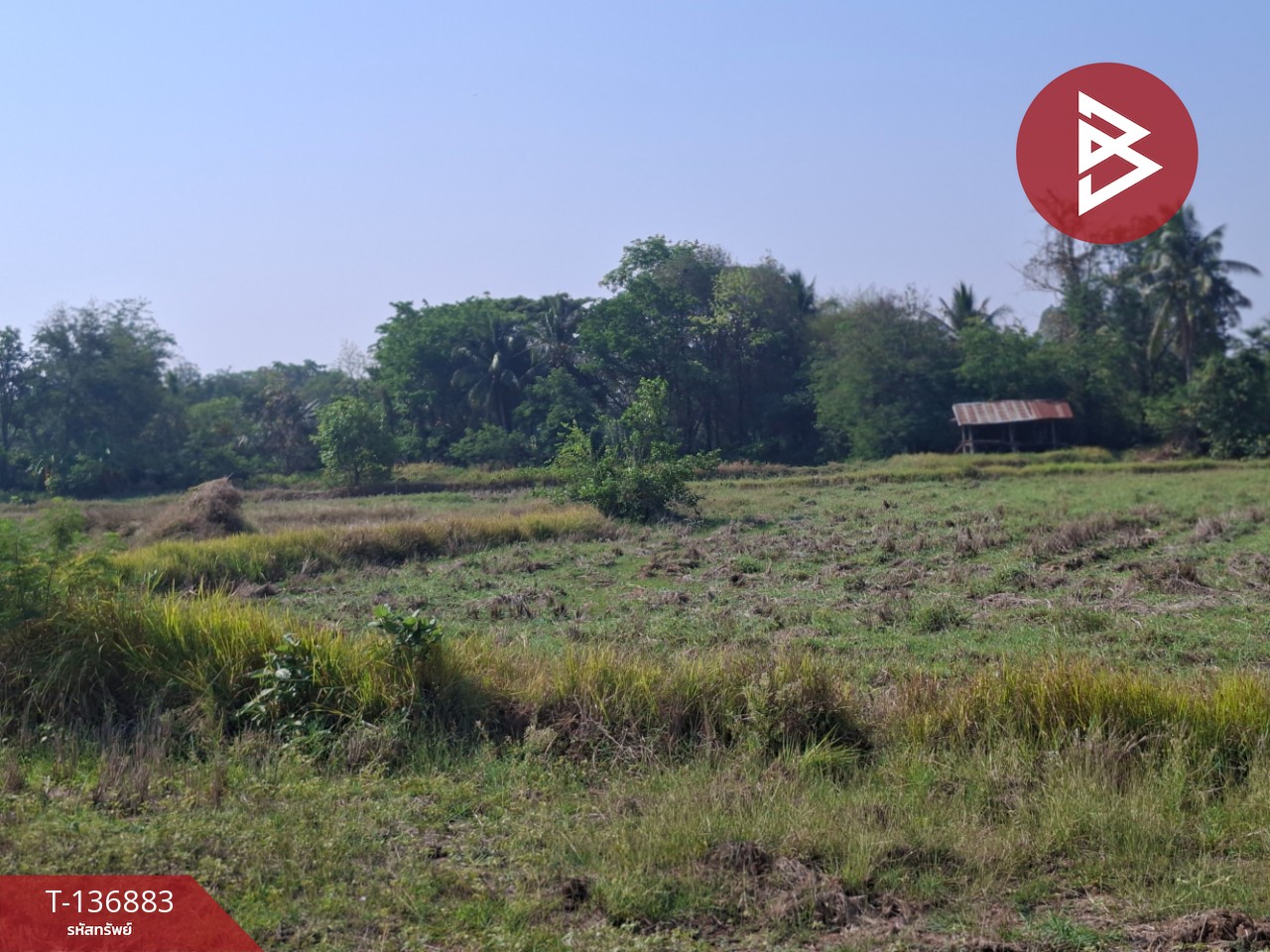 ขายที่ดิน เนื้อที่ 4 ไร่ อ.คง นครราชสีมา 12