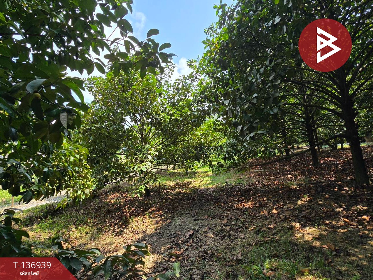 ขายที่ดิน เนื้อที่ 1 ไร่ 2 งาน 82 ตร.วา มะขาม จันทบุรี 9