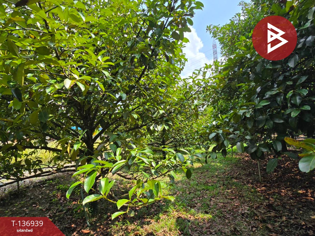 ขายที่ดิน เนื้อที่ 1 ไร่ 2 งาน 82 ตร.วา มะขาม จันทบุรี 12