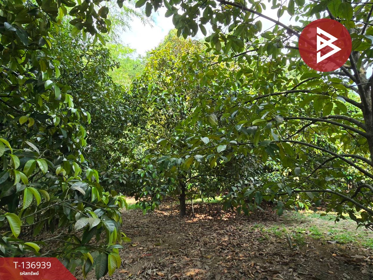 ขายที่ดิน เนื้อที่ 1 ไร่ 2 งาน 82 ตร.วา มะขาม จันทบุรี 13