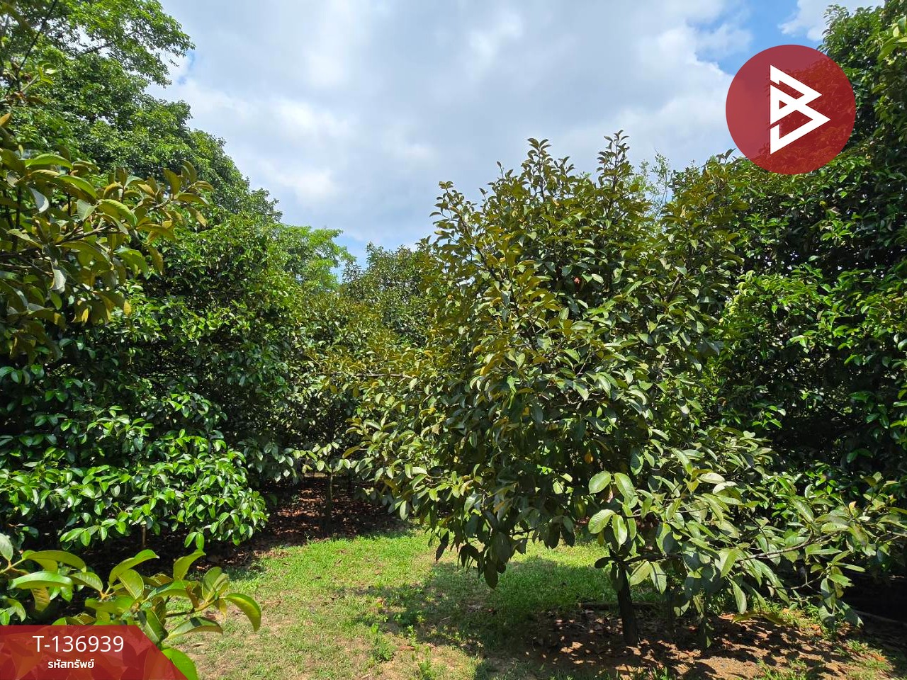 ขายที่ดิน เนื้อที่ 1 ไร่ 2 งาน 82 ตร.วา มะขาม จันทบุรี 3