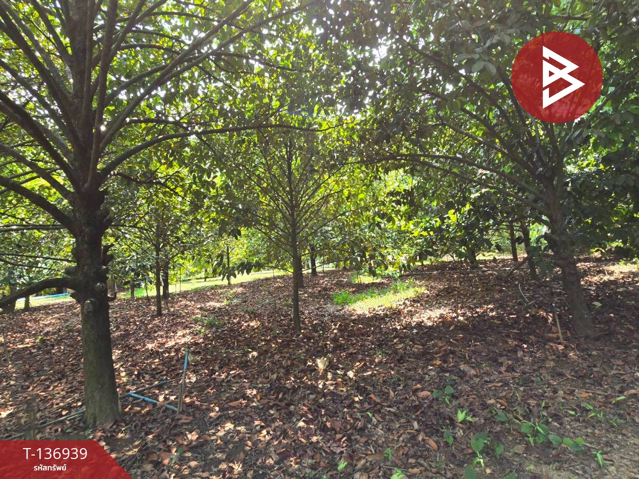 ขายที่ดิน เนื้อที่ 1 ไร่ 2 งาน 82 ตร.วา มะขาม จันทบุรี 11