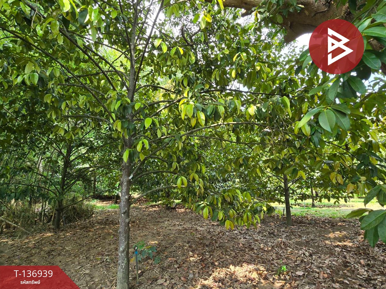 ขายที่ดิน เนื้อที่ 1 ไร่ 2 งาน 82 ตร.วา มะขาม จันทบุรี 14