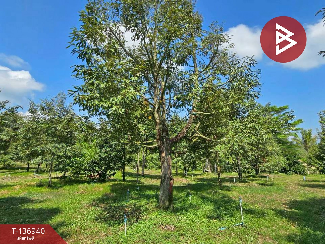 ขายบ้านเดี่ยวพร้อมสวนทุเรียน เนื้อที่ 4 ไร่ โป่งน้ำร้อน จันทบุรี 13