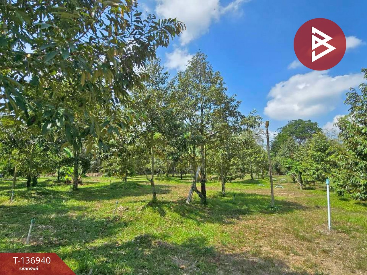 ขายบ้านเดี่ยวพร้อมสวนทุเรียน เนื้อที่ 4 ไร่ โป่งน้ำร้อน จันทบุรี 11