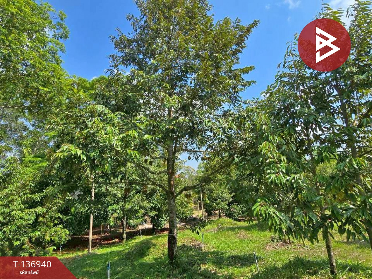 ขายบ้านเดี่ยวพร้อมสวนทุเรียน เนื้อที่ 4 ไร่ โป่งน้ำร้อน จันทบุรี 12