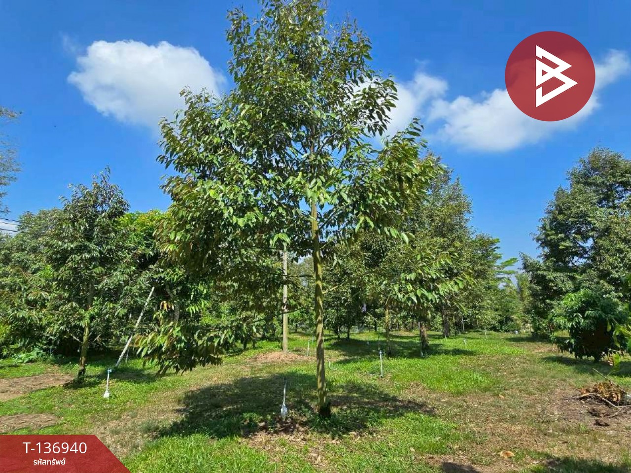 ขายบ้านเดี่ยวพร้อมสวนทุเรียน เนื้อที่ 4 ไร่ โป่งน้ำร้อน จันทบุรี 14