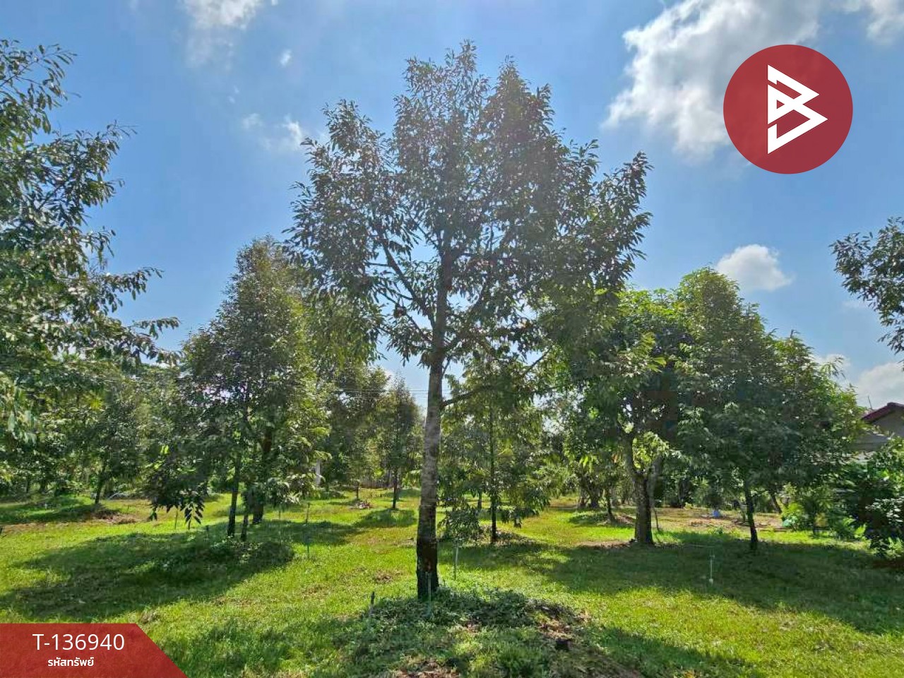 ขายบ้านเดี่ยวพร้อมสวนทุเรียน เนื้อที่ 4 ไร่ โป่งน้ำร้อน จันทบุรี 9