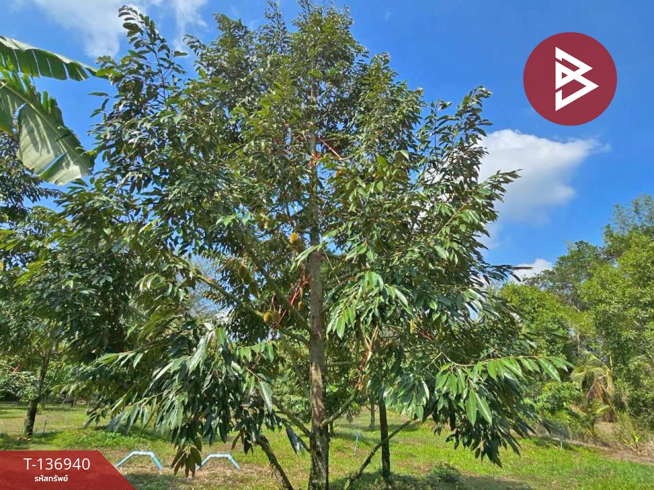 ขายบ้านเดี่ยวพร้อมสวนทุเรียน เนื้อที่ 4 ไร่ โป่งน้ำร้อน จันทบุรี 10