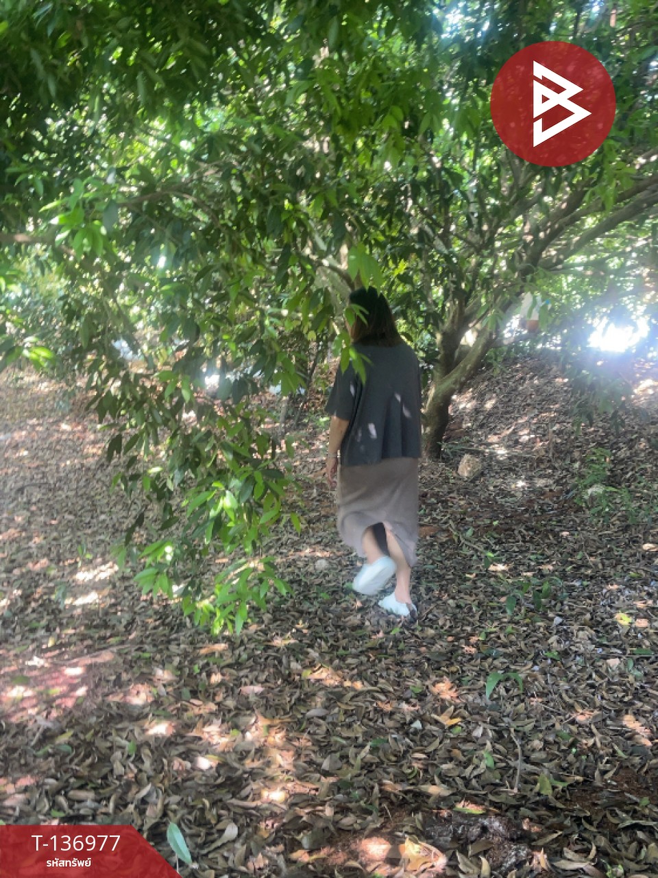 ขายที่ดิน เนื้อที่ 5 ไร่ 13 ตร.วา ตะพง ระยอง 6