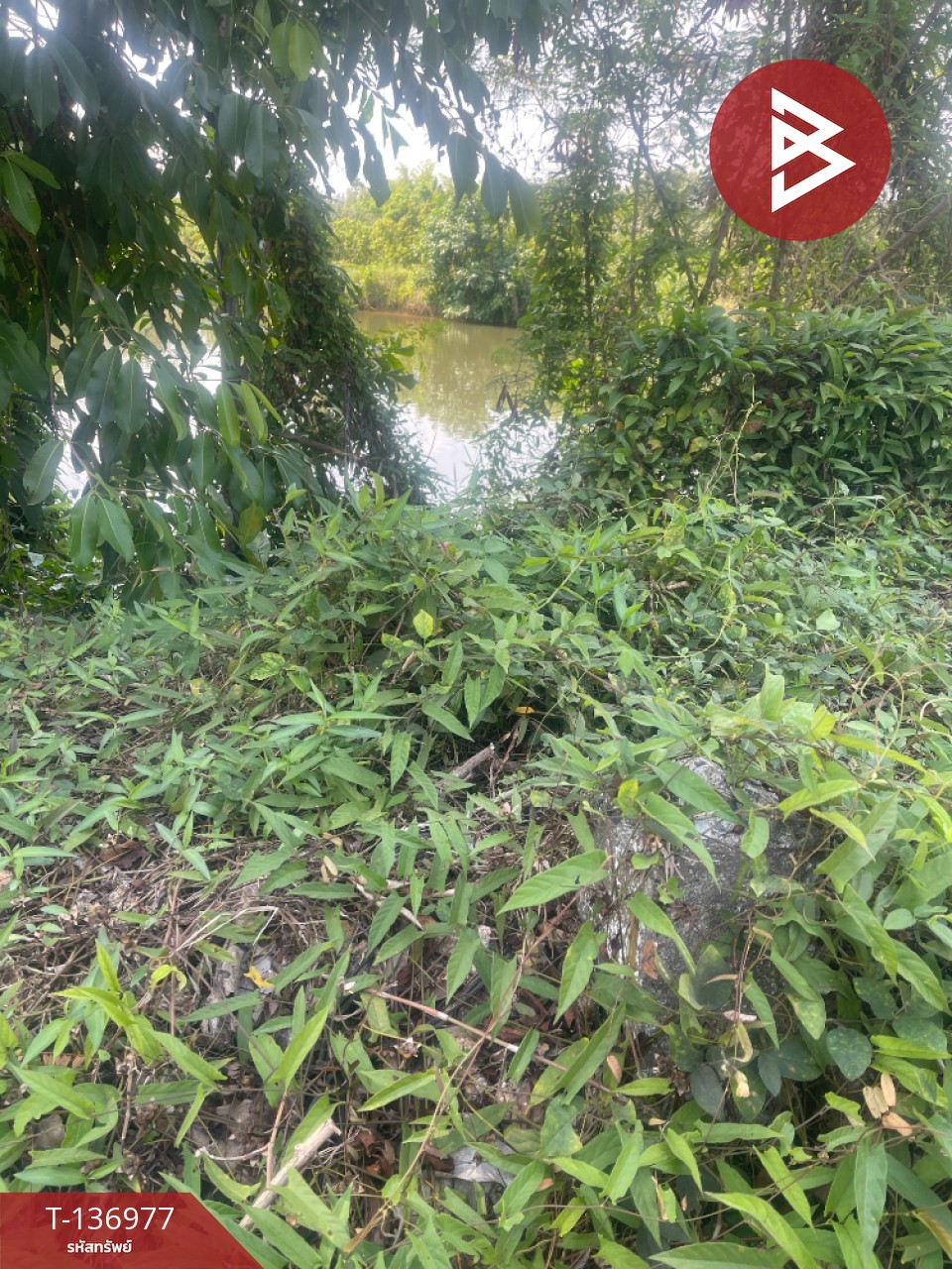 ขายที่ดิน เนื้อที่ 5 ไร่ 13 ตร.วา ตะพง ระยอง 2