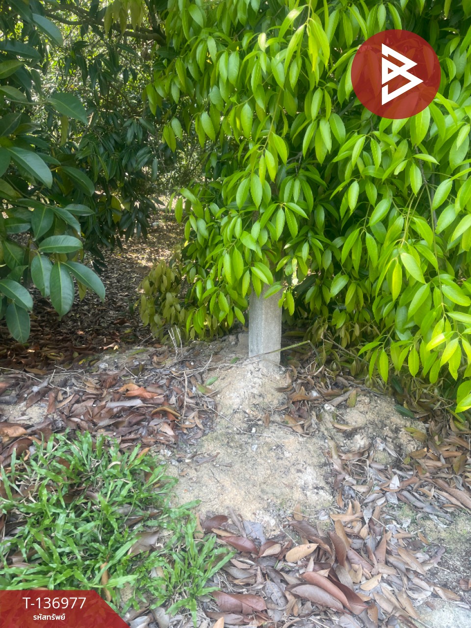 ขายที่ดิน เนื้อที่ 5 ไร่ 13 ตร.วา ตะพง ระยอง 3