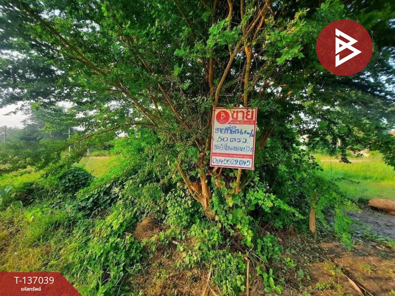 ขายที่ดิน เนื้อที่ 50 ตร.วา ชะอำ เพชรบุรี 3