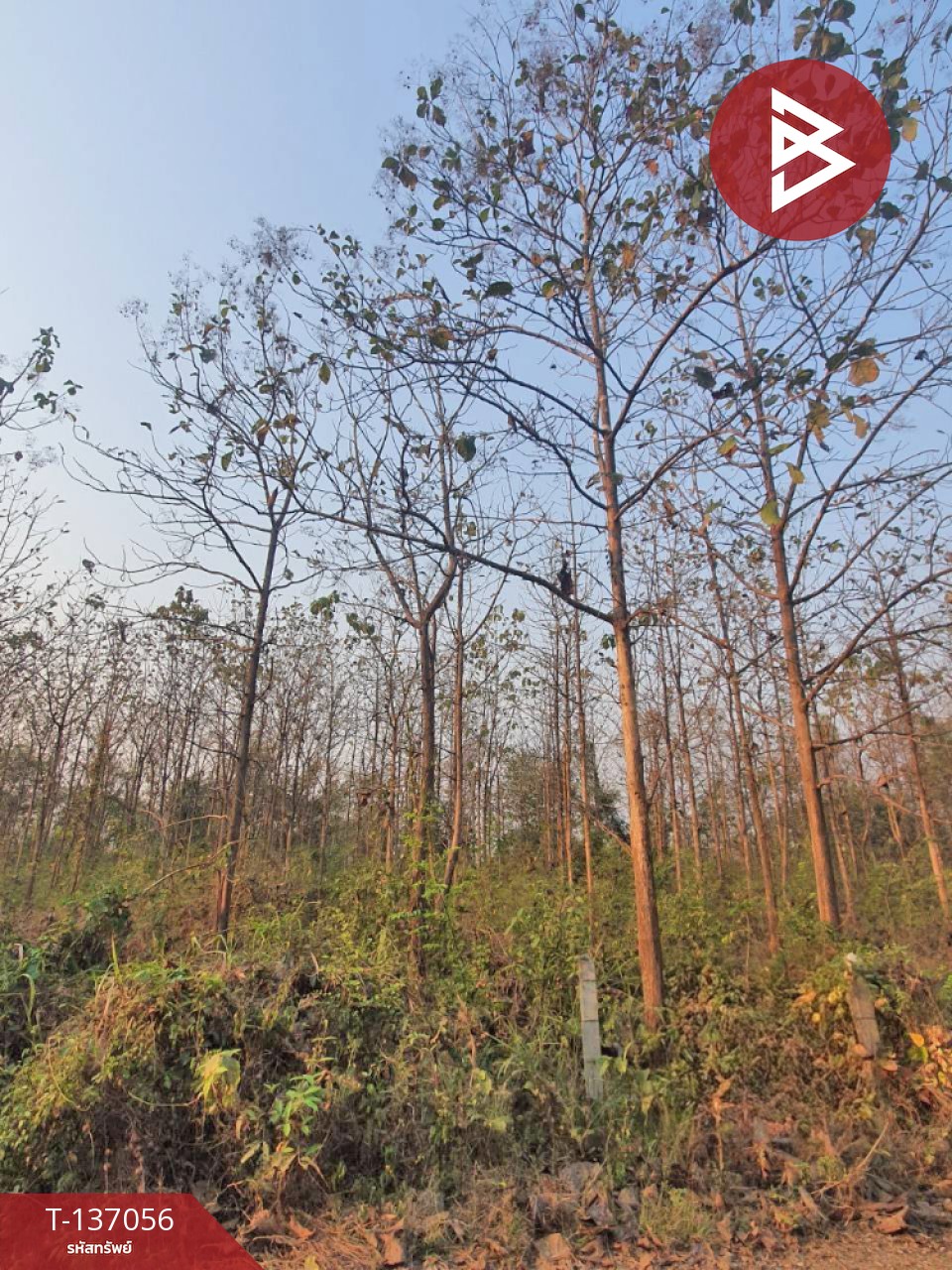 ขายที่ดิน เนื้อที่ 3 ไร่ 1 งาน 73 ตารางวา ต.นาแก้ว อ.เกาะคา จ.ลำปาง 7