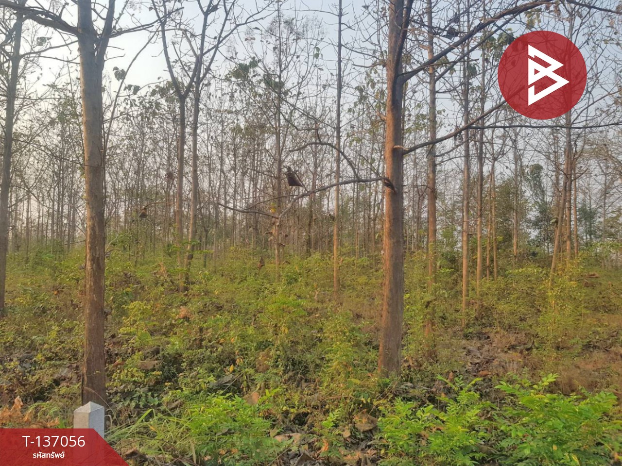 ขายที่ดิน เนื้อที่ 3 ไร่ 1 งาน 73 ตารางวา ต.นาแก้ว อ.เกาะคา จ.ลำปาง 5