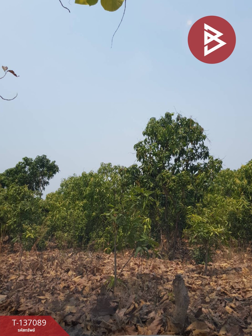 ขายที่ดิน เนื้อที่ 3 ไร่ 3 งาน 74.6 ตารางวา บ้านโฮ่ง ลำพูน 3