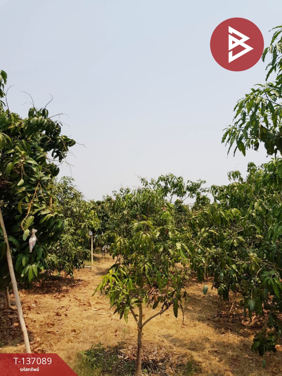 ขายที่ดิน เนื้อที่ 3 ไร่ 3 งาน 74.6 ตารางวา บ้านโฮ่ง ลำพูน 1