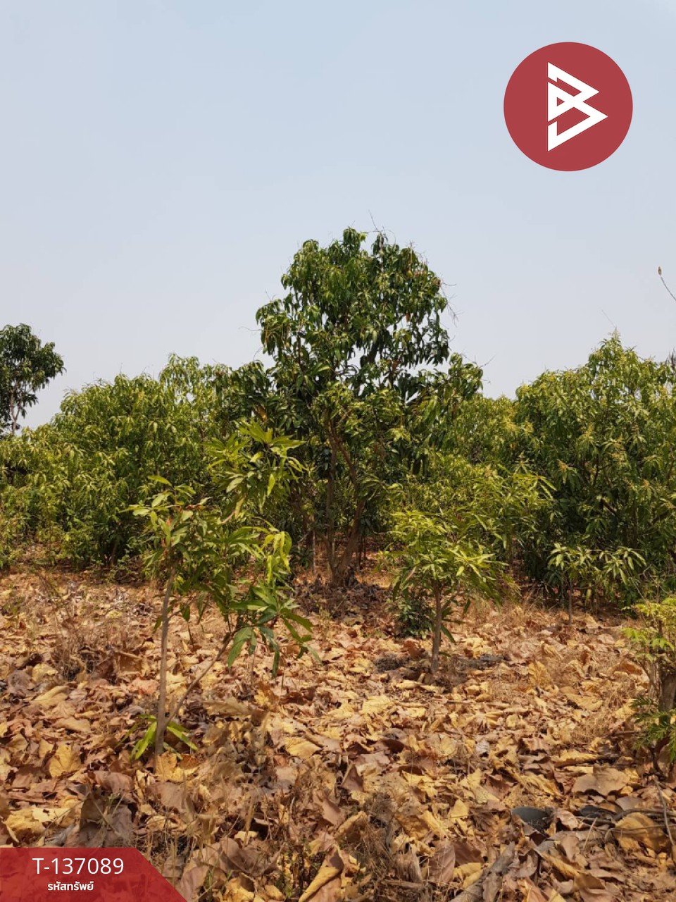 ขายที่ดิน เนื้อที่ 3 ไร่ 3 งาน 74.6 ตารางวา บ้านโฮ่ง ลำพูน 4