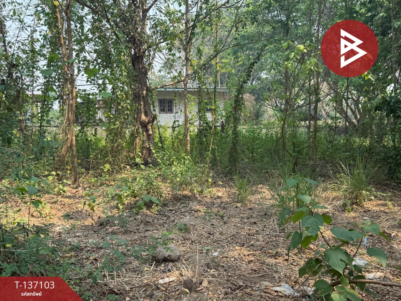 ขายที่ดิน เนื้อที่ 3 งาน 96 ตร.วา หางดง เชียงใหม่ 13