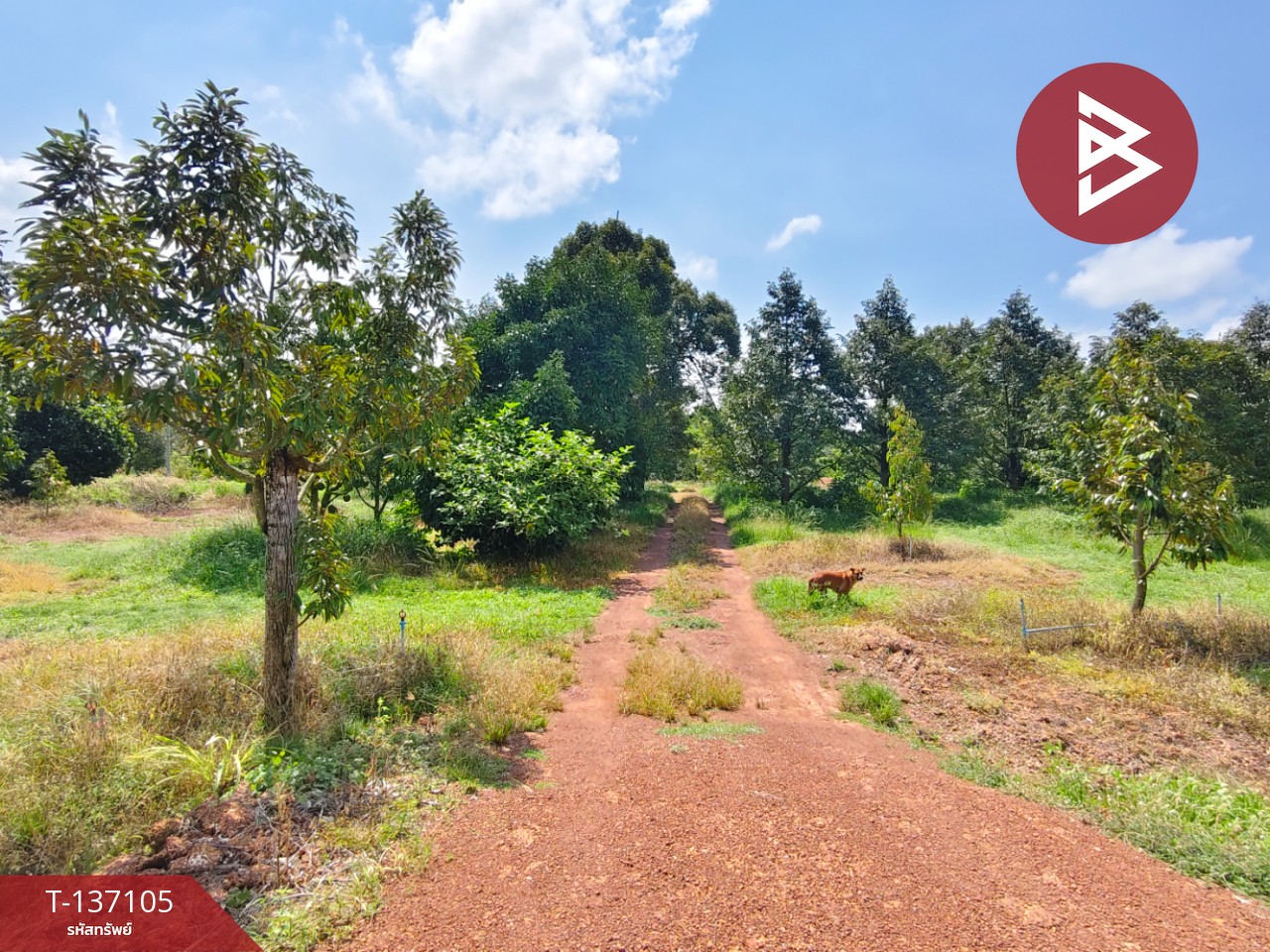 ขายที่ดิน เนื้อที่ 9 ไร่ 2 งาน 7 ตร.วา นายายอาม จันทบุรี 3