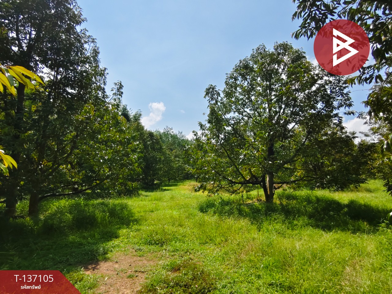 ขายที่ดิน เนื้อที่ 9 ไร่ 2 งาน 7 ตร.วา นายายอาม จันทบุรี 2