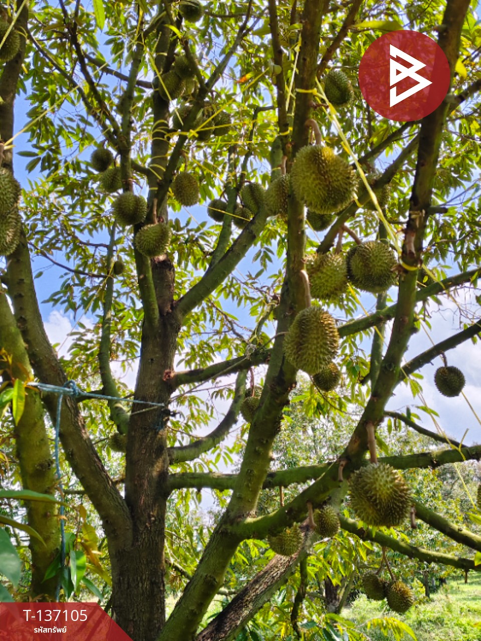 ขายที่ดิน เนื้อที่ 9 ไร่ 2 งาน 7 ตร.วา นายายอาม จันทบุรี 13