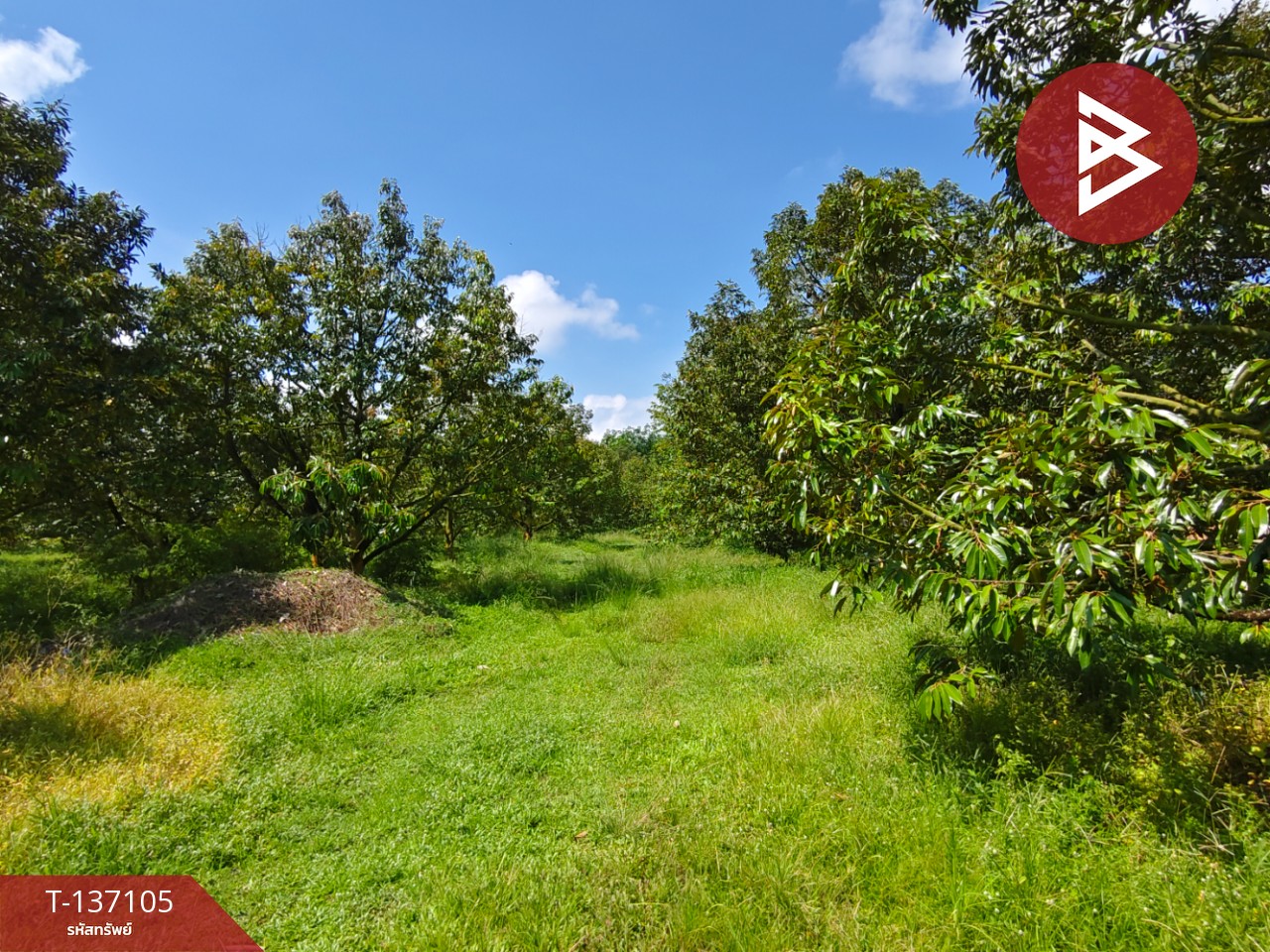 ขายที่ดิน เนื้อที่ 9 ไร่ 2 งาน 7 ตร.วา นายายอาม จันทบุรี 9