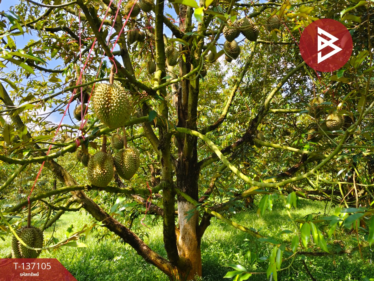 ขายที่ดิน เนื้อที่ 9 ไร่ 2 งาน 7 ตร.วา นายายอาม จันทบุรี 12