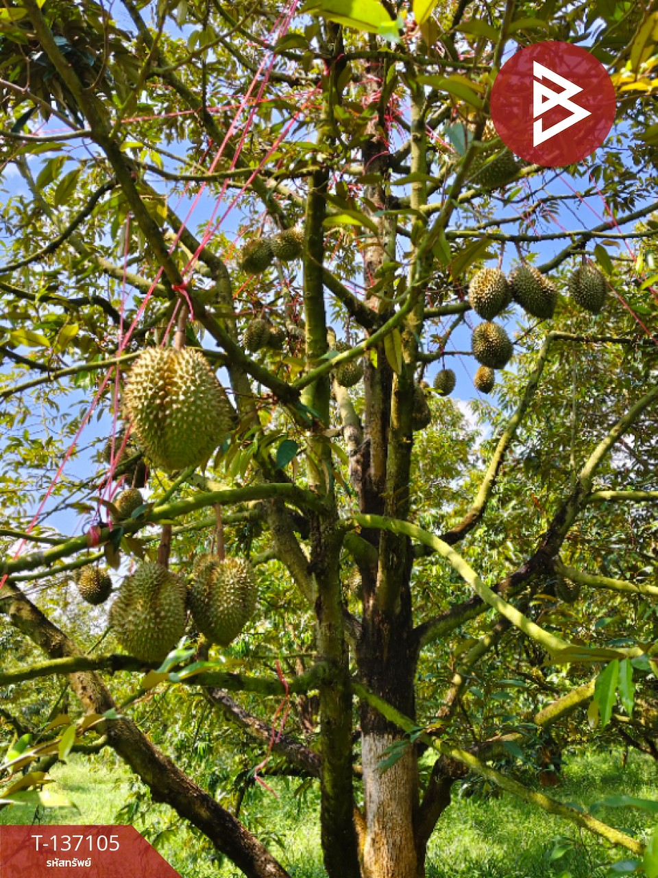 ขายที่ดิน เนื้อที่ 9 ไร่ 2 งาน 7 ตร.วา นายายอาม จันทบุรี 14